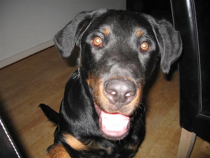 Beauceron Bailey billede 4