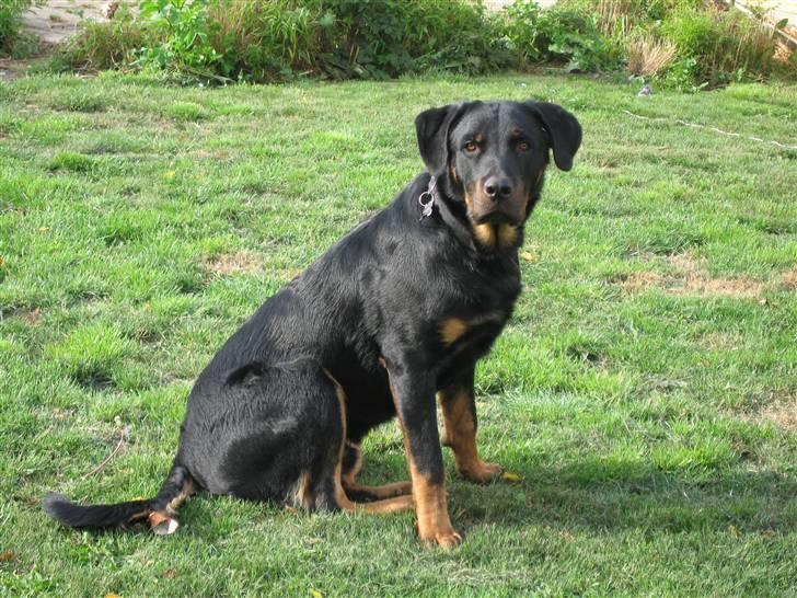 Beauceron Bailey billede 5