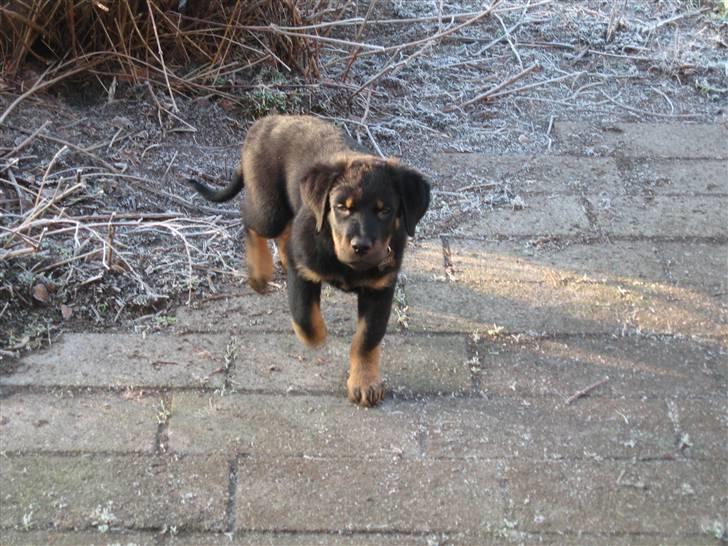 Beauceron Bailey billede 7