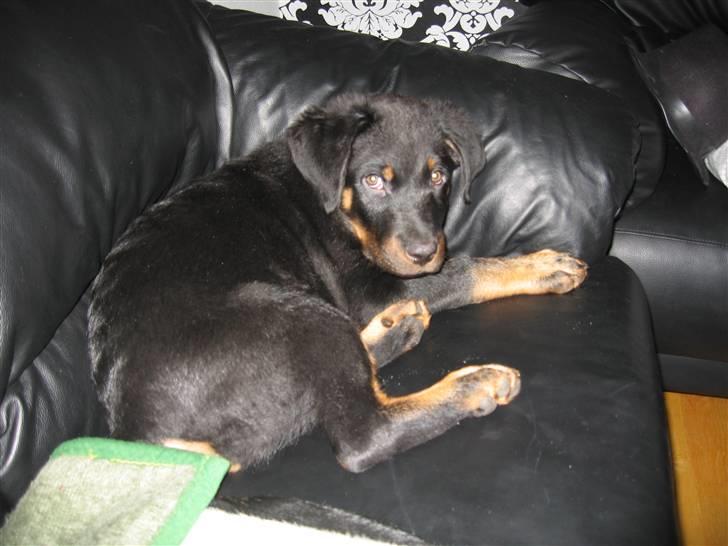 Beauceron Bailey billede 8