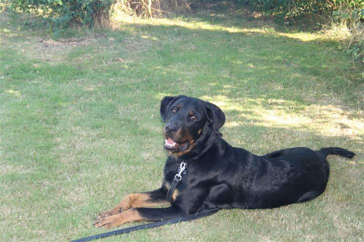 Beauceron Bailey billede 9