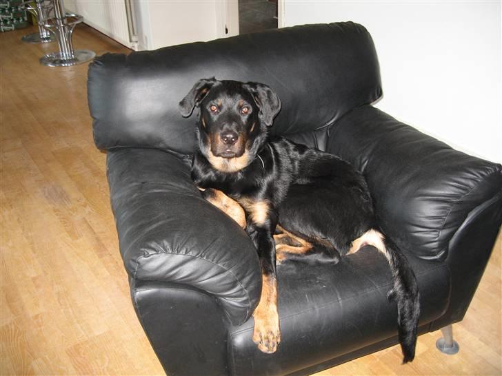 Beauceron Bailey billede 10