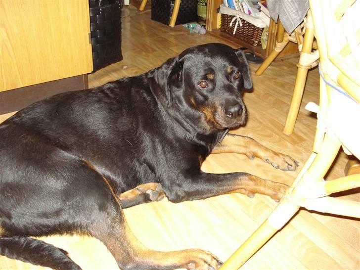 Rottweiler molly - hva laver du nu mor billede 1