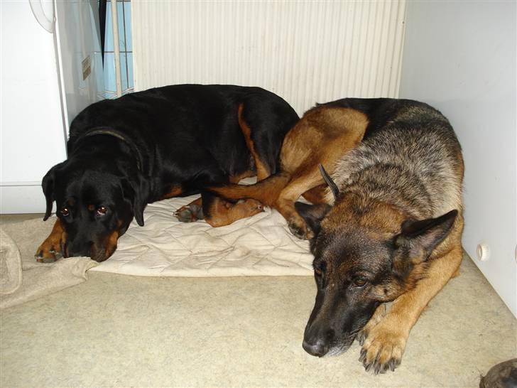 Rottweiler molly - her ligger molly med vores schæfer mini billede 2