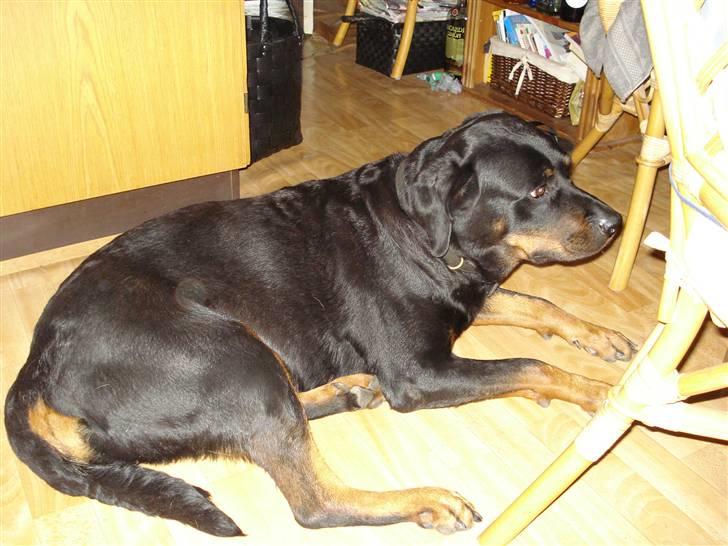 Rottweiler molly - mor er helt tosset med at tag billeder ;) billede 3