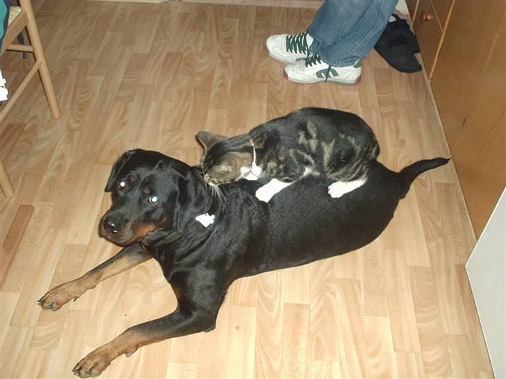 Rottweiler molly - Så er det massagetid  billede 4