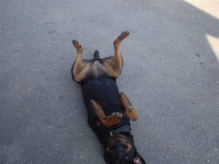 Rottweiler molly - molly ved ik noget bedre en at ligge på den måde billede 5