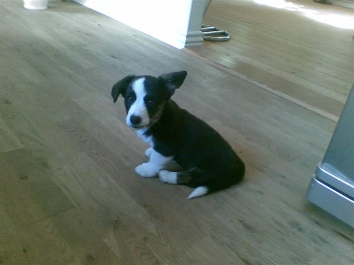 Welsh corgi cardigan Faarup Eija (Sprocket) billede 1