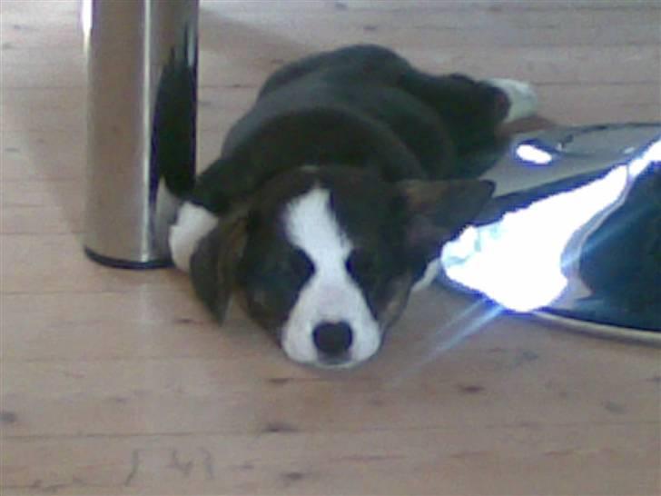 Welsh corgi cardigan Faarup Eija (Sprocket) billede 2