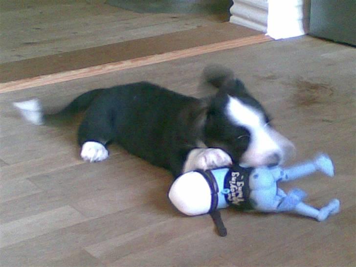 Welsh corgi cardigan Faarup Eija (Sprocket) billede 3