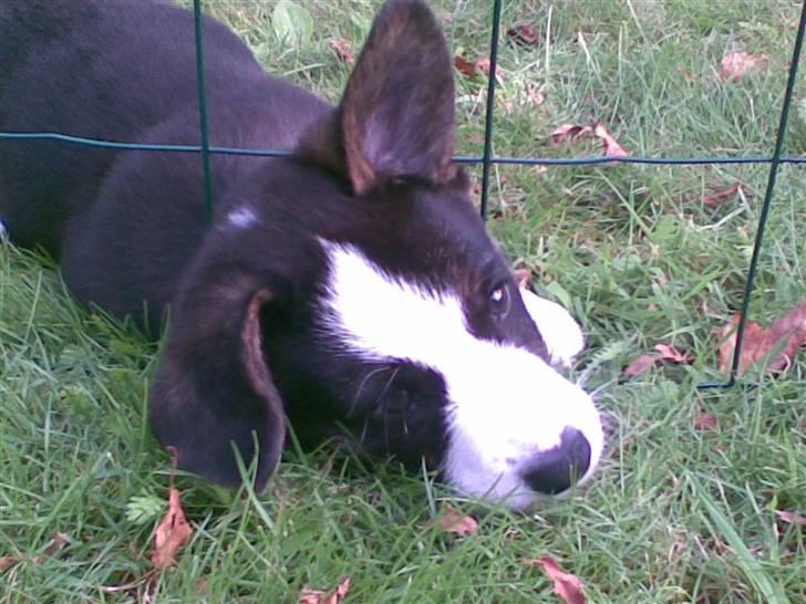 Welsh corgi cardigan Faarup Eija (Sprocket) billede 4