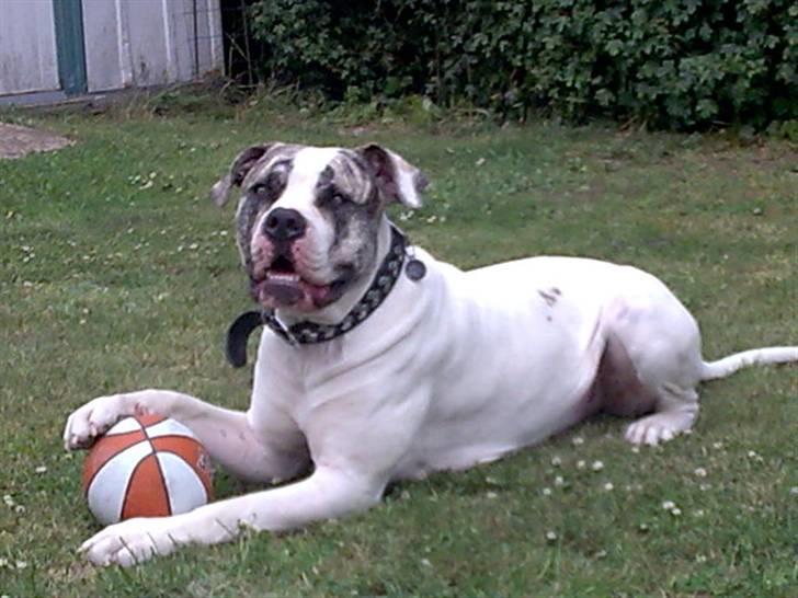 Amerikansk bulldog Odin R.I.P billede 17