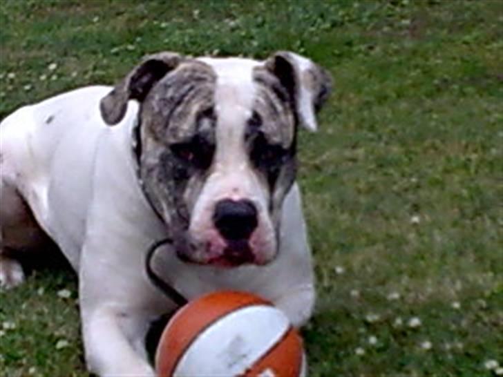 Amerikansk bulldog Odin R.I.P billede 18