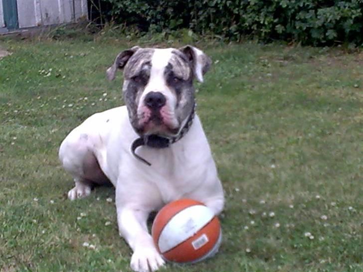 Amerikansk bulldog Odin R.I.P billede 19