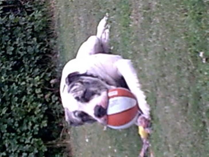 Amerikansk bulldog Odin R.I.P billede 20