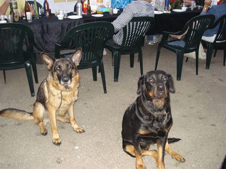 Rottweiler molly - sidder vi ikke fint  billede 6