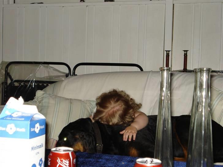 Rottweiler molly - vi tager lige en lille lur billede 7