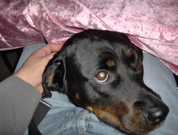 Rottweiler molly - se jeg er her osse billede 8