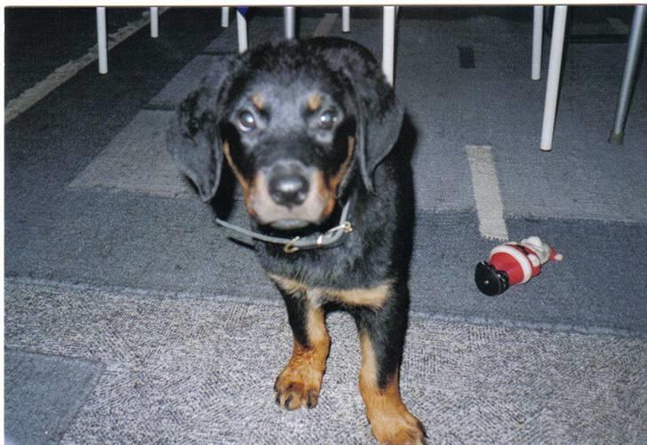 Rottweiler molly - her er molly 3mdr billede 9