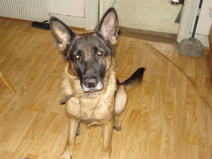 Schæferhund Gemini billede 1