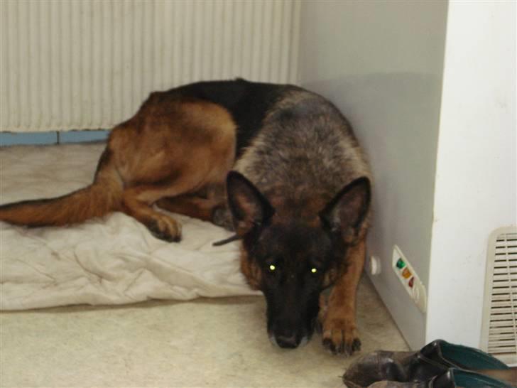 Schæferhund Gemini billede 3