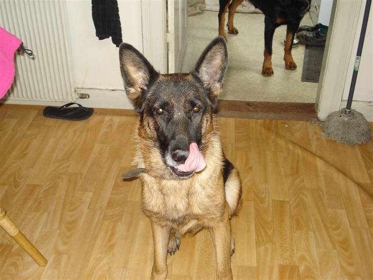 Schæferhund Gemini billede 4