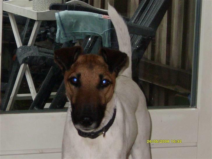 Glathåret foxterrier Eddie billede 19