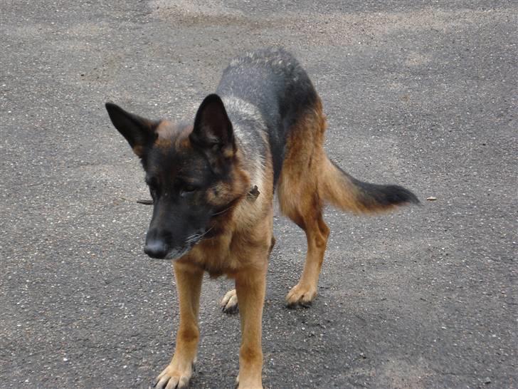 Schæferhund Gemini billede 5