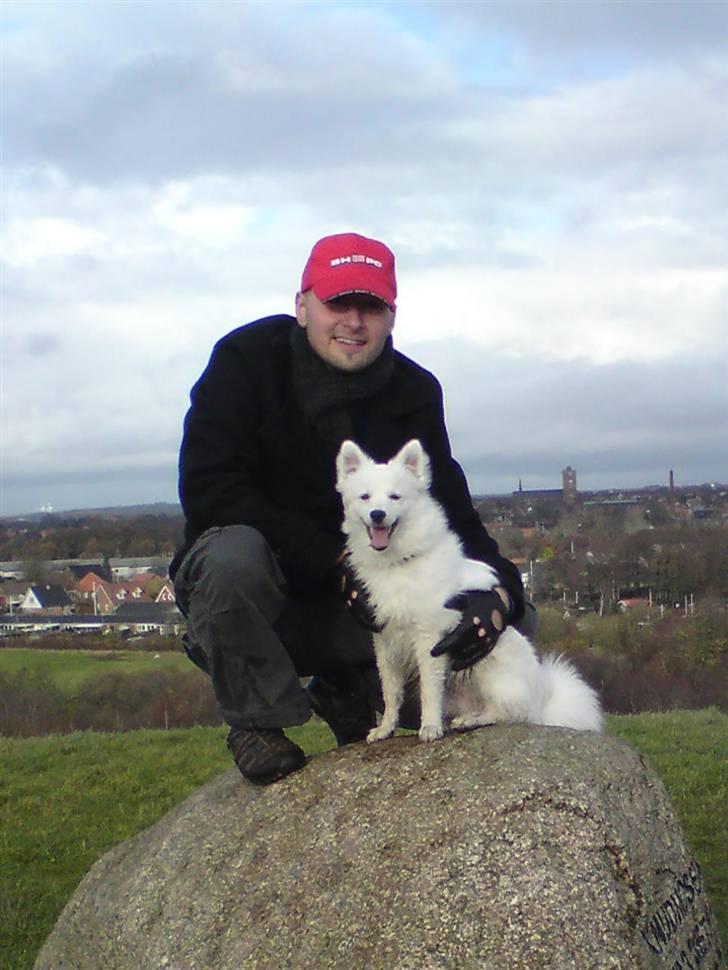 Volpino italiano Ize billede 1