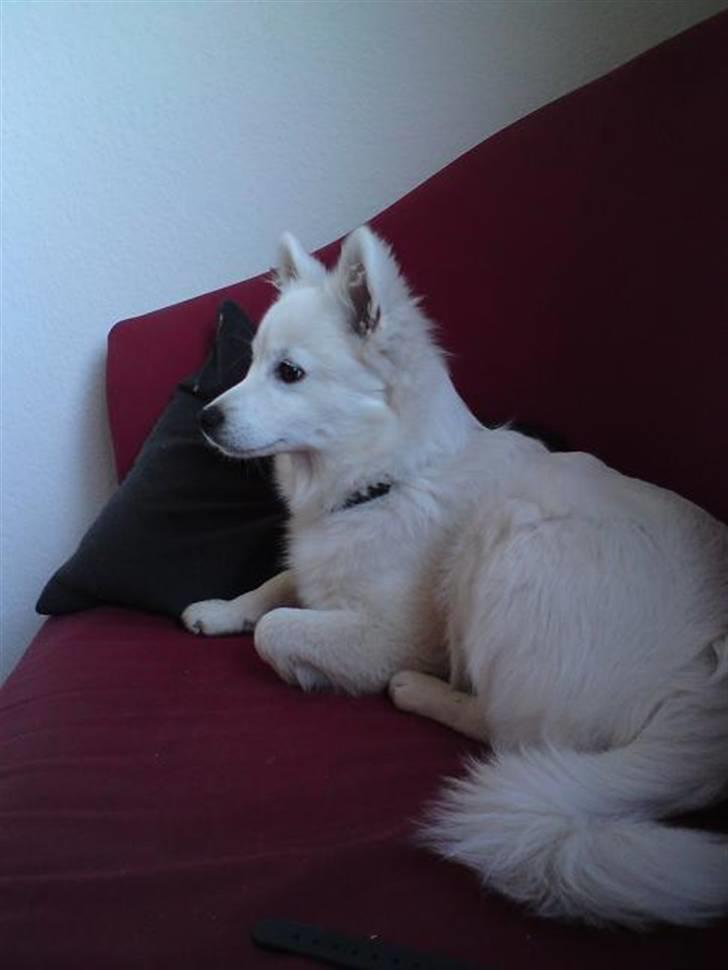 Volpino italiano Ize billede 2