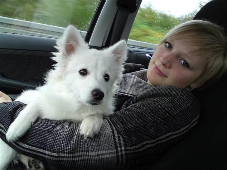 Volpino italiano Ize billede 3