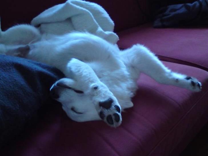 Volpino italiano Ize billede 4