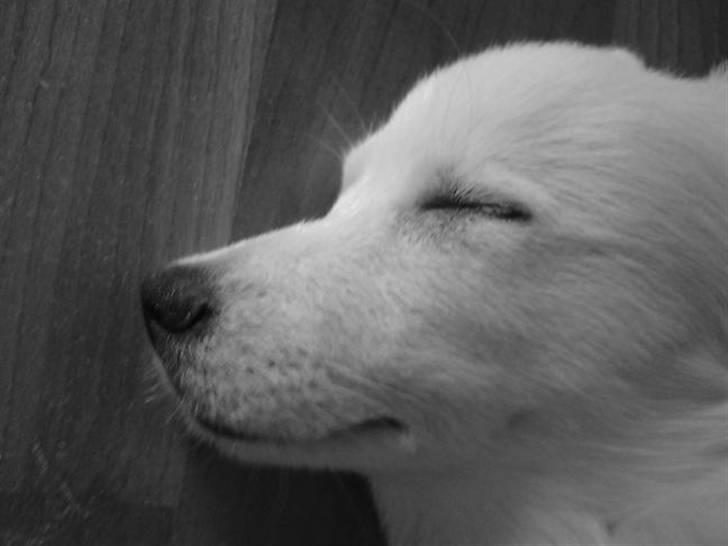 Volpino italiano Ize - sjælden smukhed hva :D billede 5