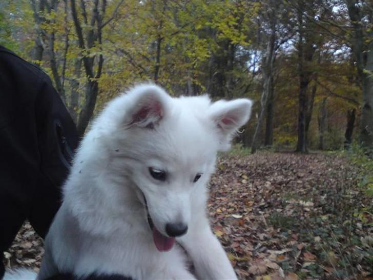 Volpino italiano Ize - smukt hovedparti billede 6