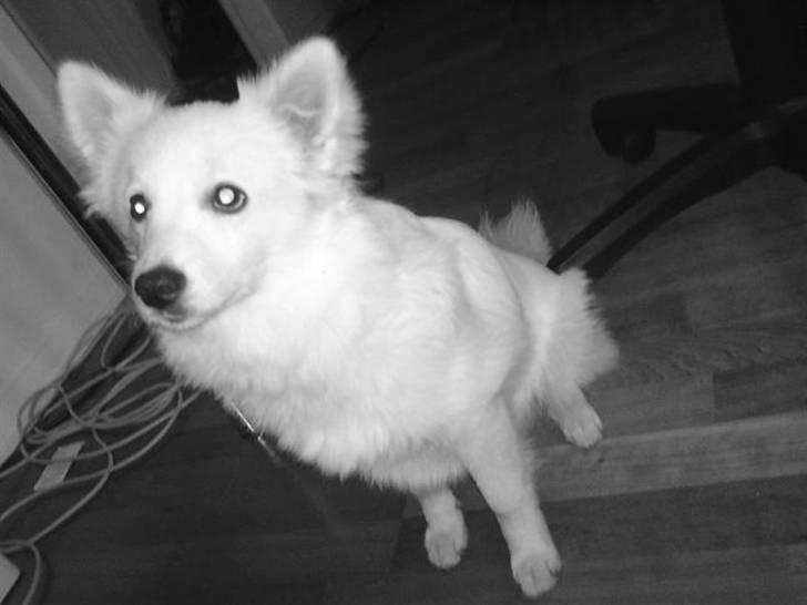 Volpino italiano Ize billede 7