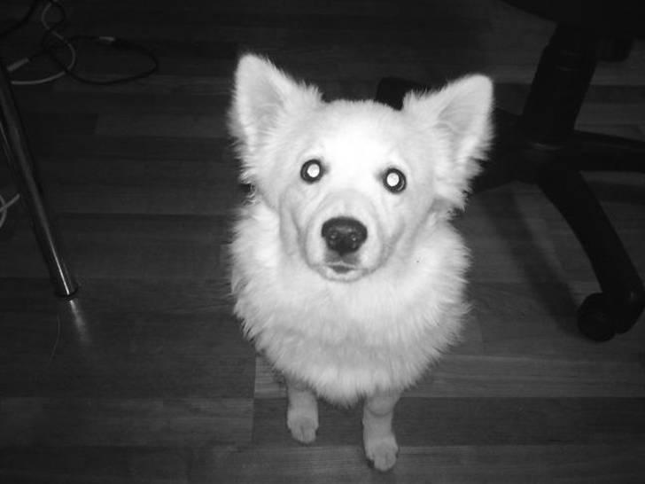 Volpino italiano Ize billede 8