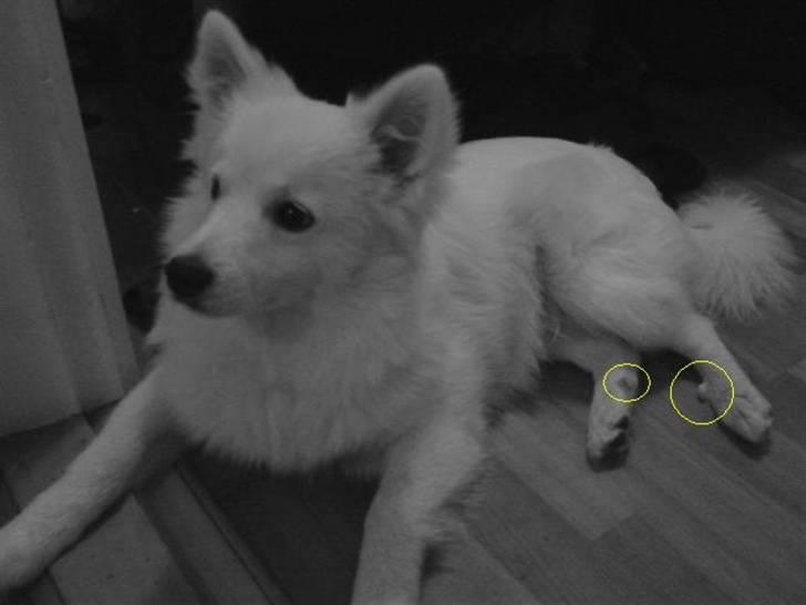 Volpino italiano Ize - En rigtig lille klo! Og NEJ! De skal IKKE fjernes! billede 9