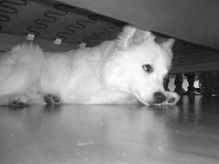 Volpino italiano Ize billede 10