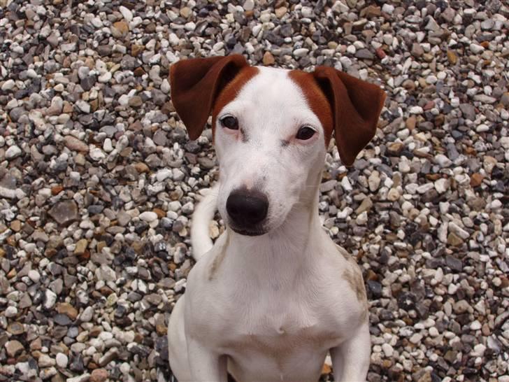 Jack russell terrier bella billede 7