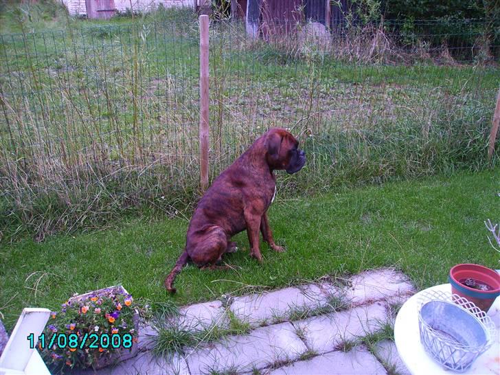 Boxer Bambo Leo - dem jeg bor hos har tydeligvis grønne fingre, se hvor flot de får græsset til og gro, altså mellem fliserne. billede 11