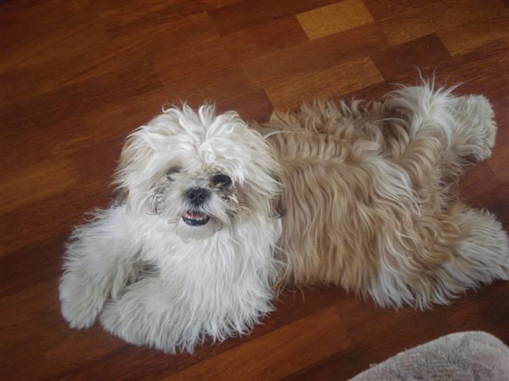 Shih tzu Jason R.I.P. <3 billede 1