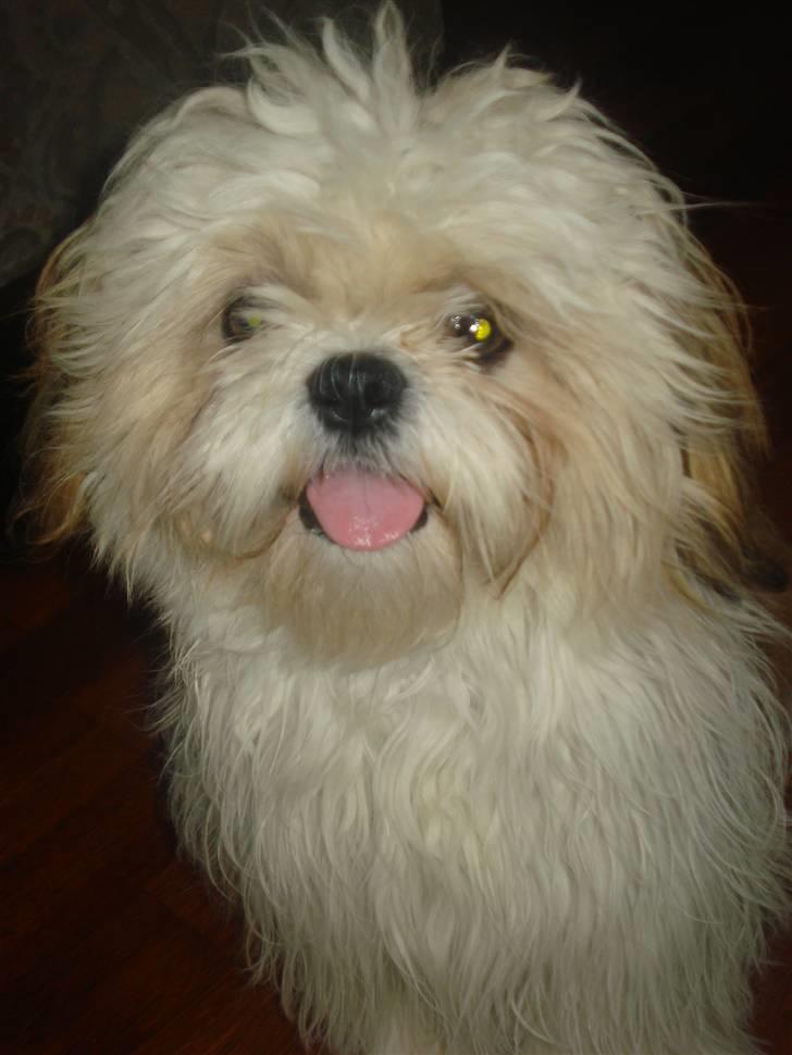 Shih tzu Jason R.I.P. <3 billede 2