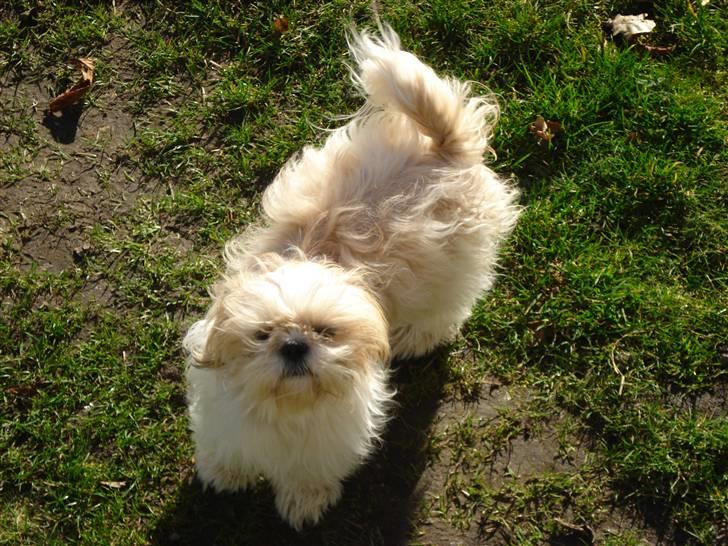 Shih tzu Jason R.I.P. <3 billede 3