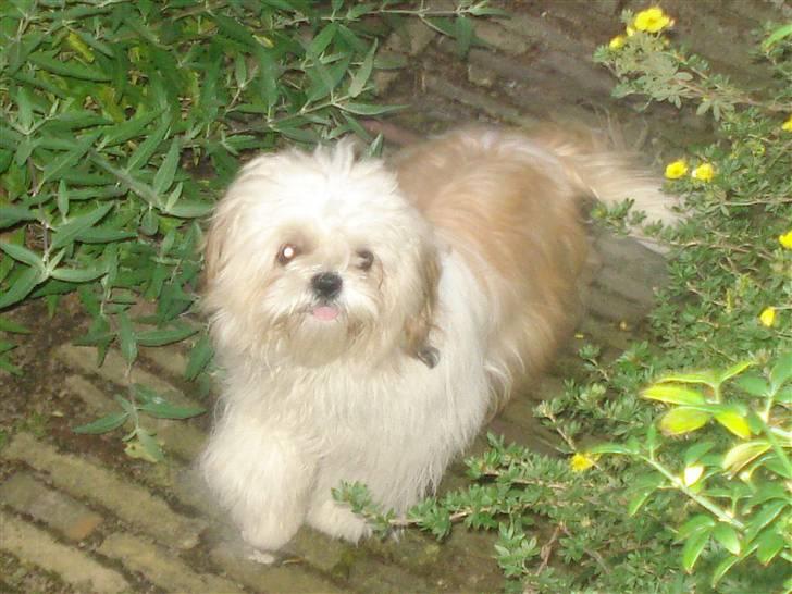 Shih tzu Jason R.I.P. <3 billede 4