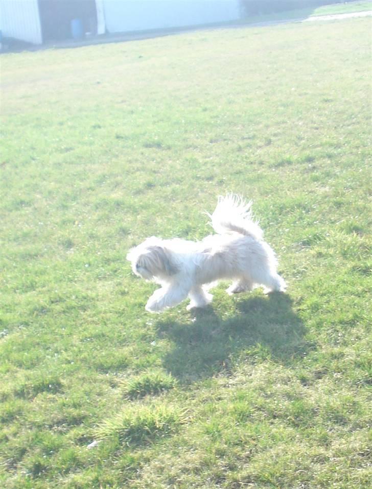 Shih tzu Jason R.I.P. <3 billede 5