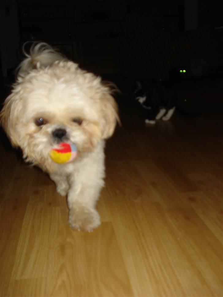Shih tzu Jason R.I.P. <3 billede 6