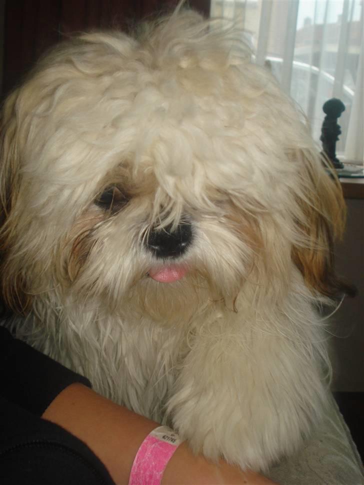 Shih tzu Jason R.I.P. <3 billede 7