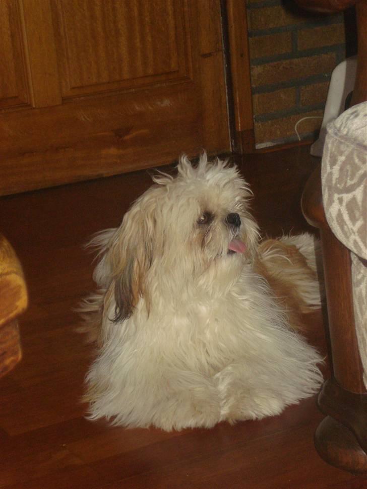 Shih tzu Jason R.I.P. <3 billede 8