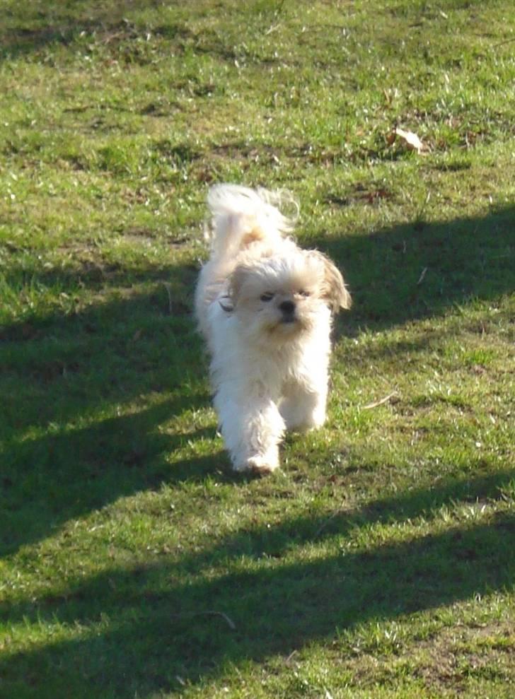 Shih tzu Jason R.I.P. <3 billede 9