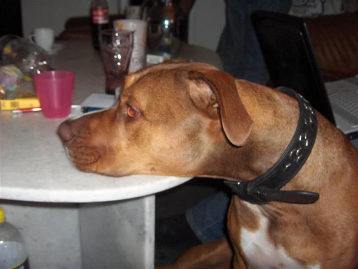 Blanding af racer gismo (R.I.P) billede 1